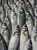 Whole branzino on ice (sample photo)
