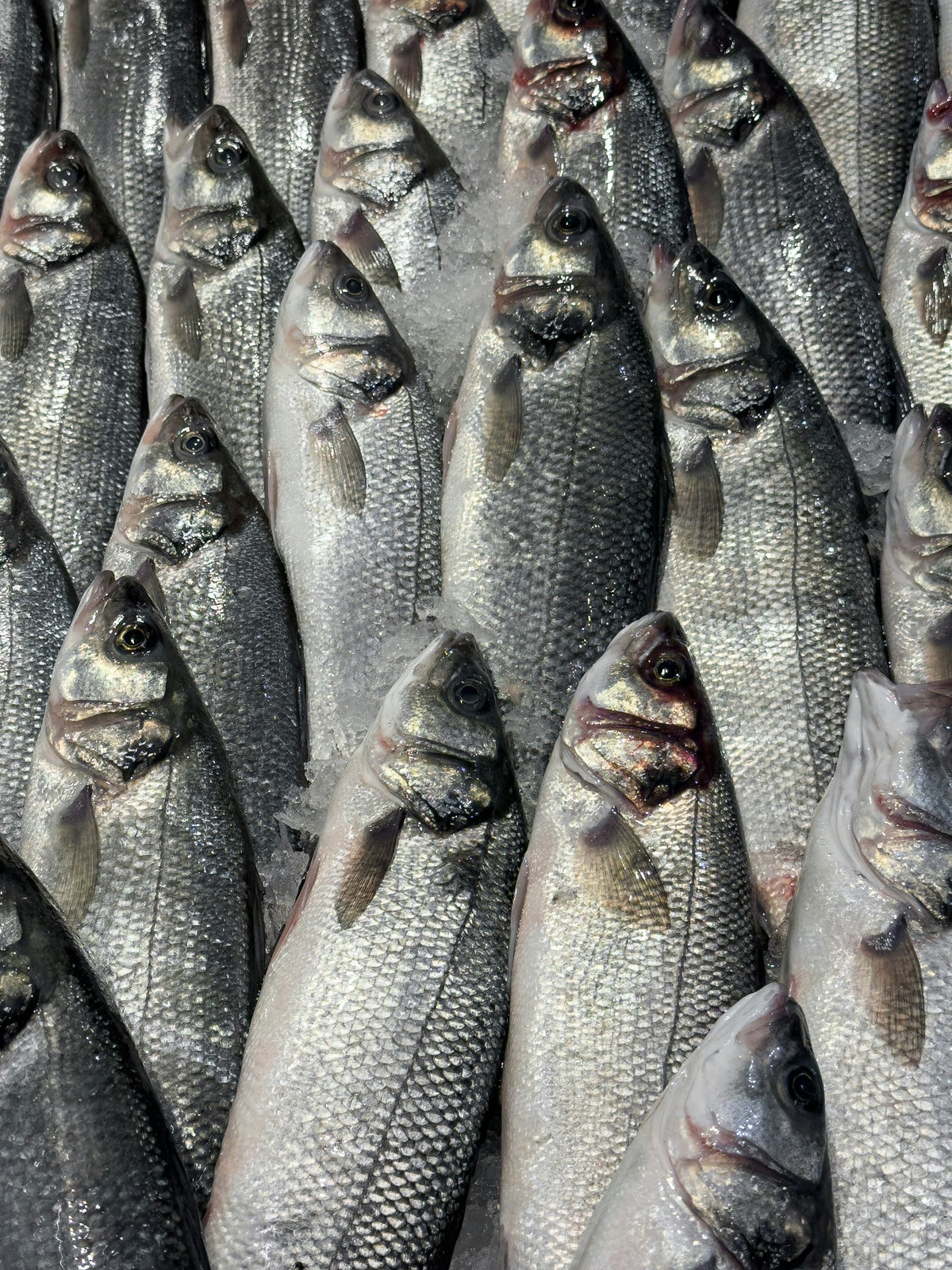 Whole branzino on ice (sample photo)